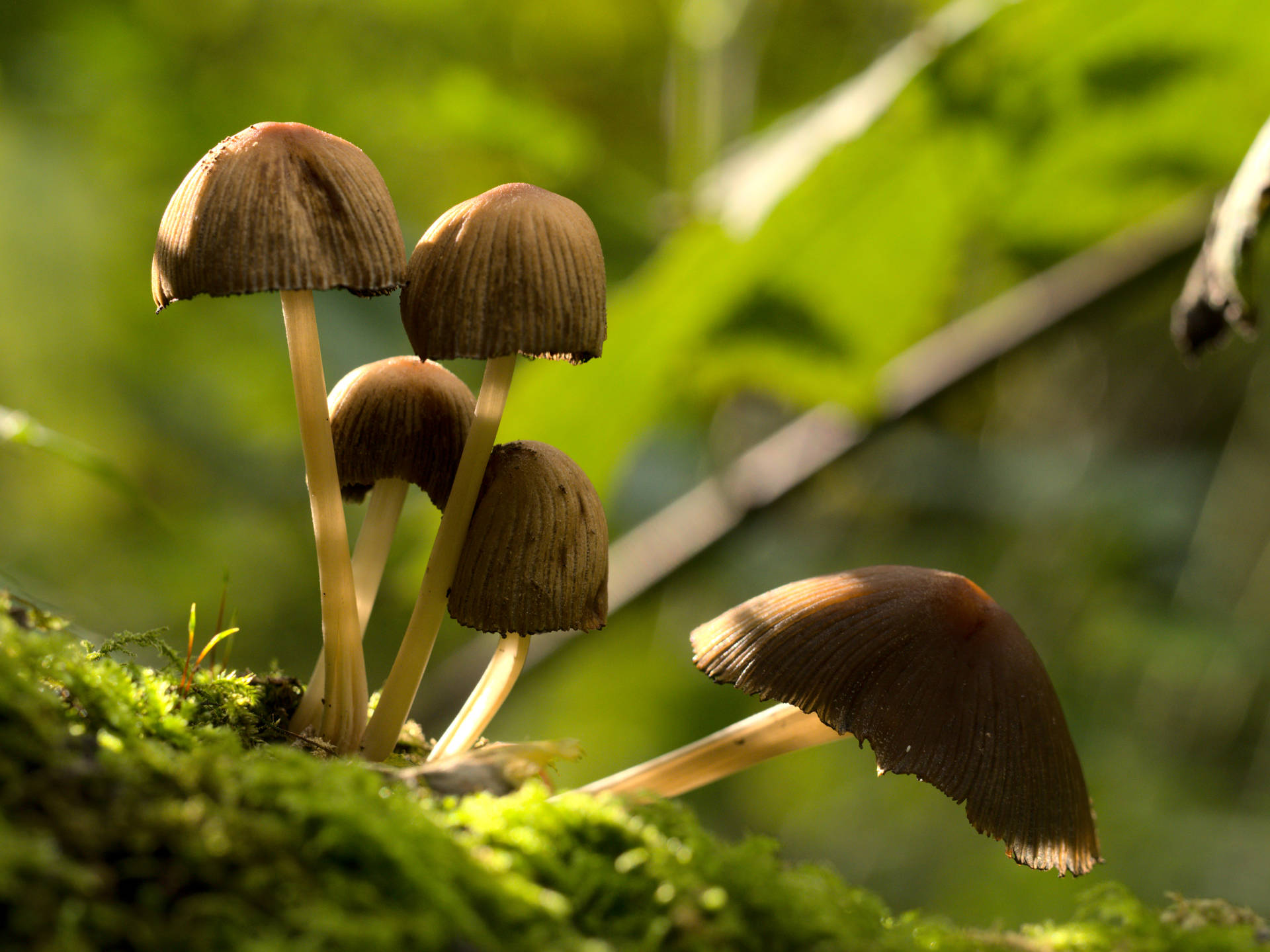 A Brown Umbrella Mushroom Growing Wild In A Forest