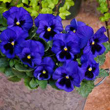 A Bubbly Purplish Flock Of Pansies Background