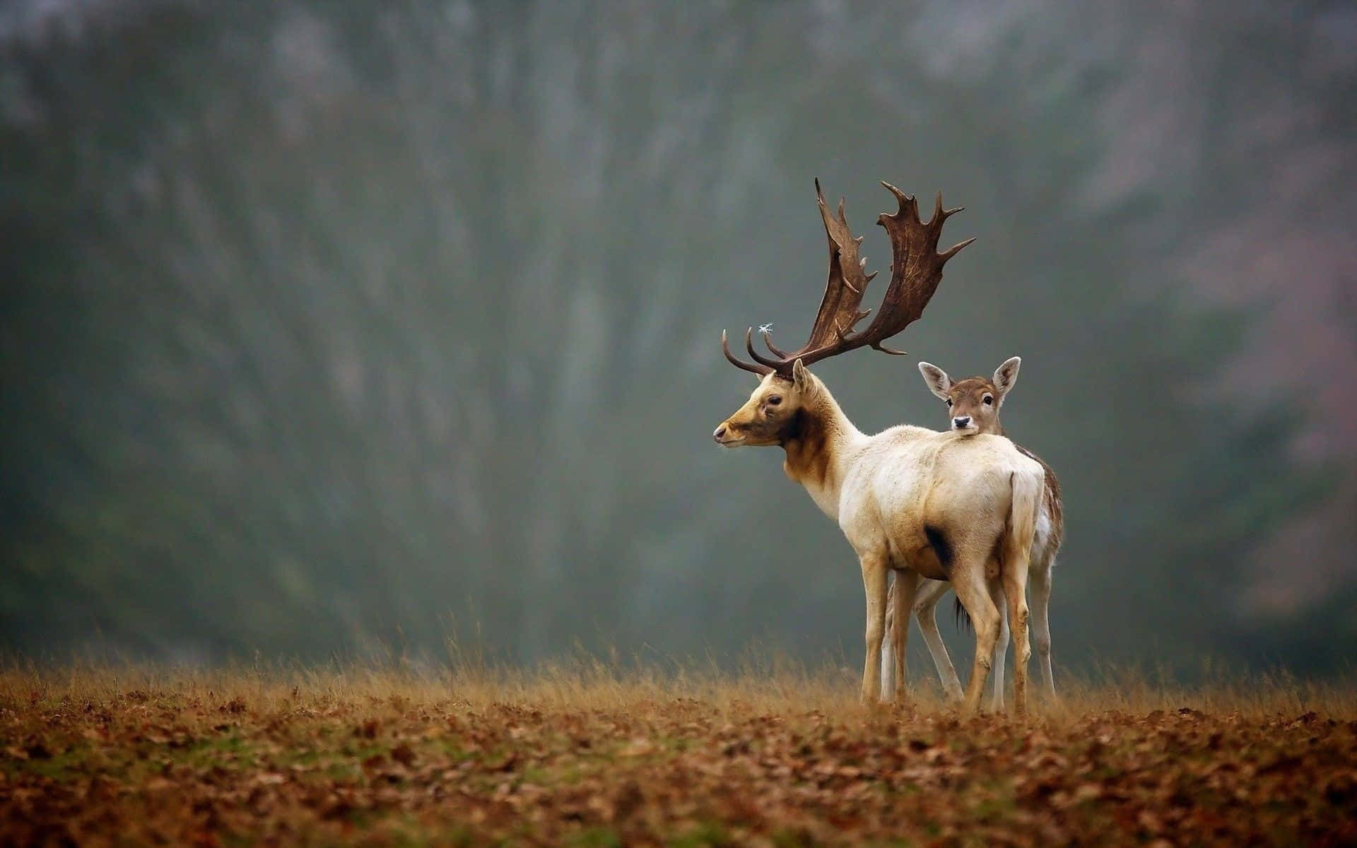 A Buck Looking For Shelter In The Forest Background