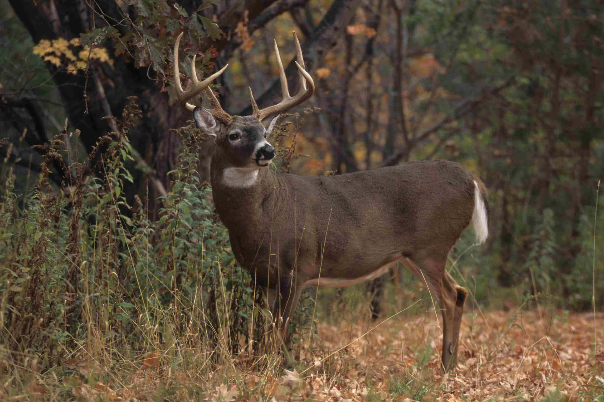 A Buck Standing Tall In The Wild. Background