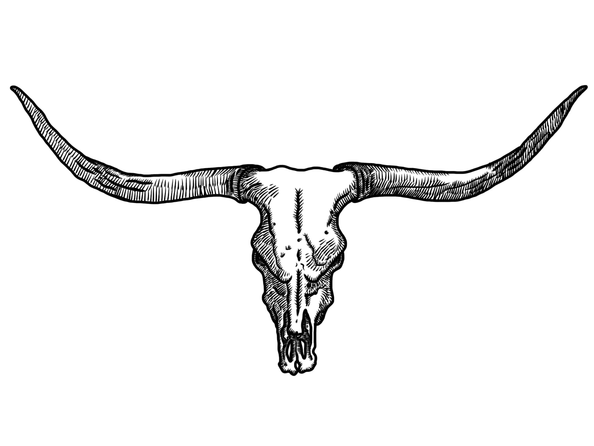 A Bull Skull Captured At The Beauty Of Nature Background