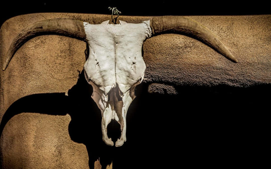 A Bull Skull Glints In The Afternoon Sun Background