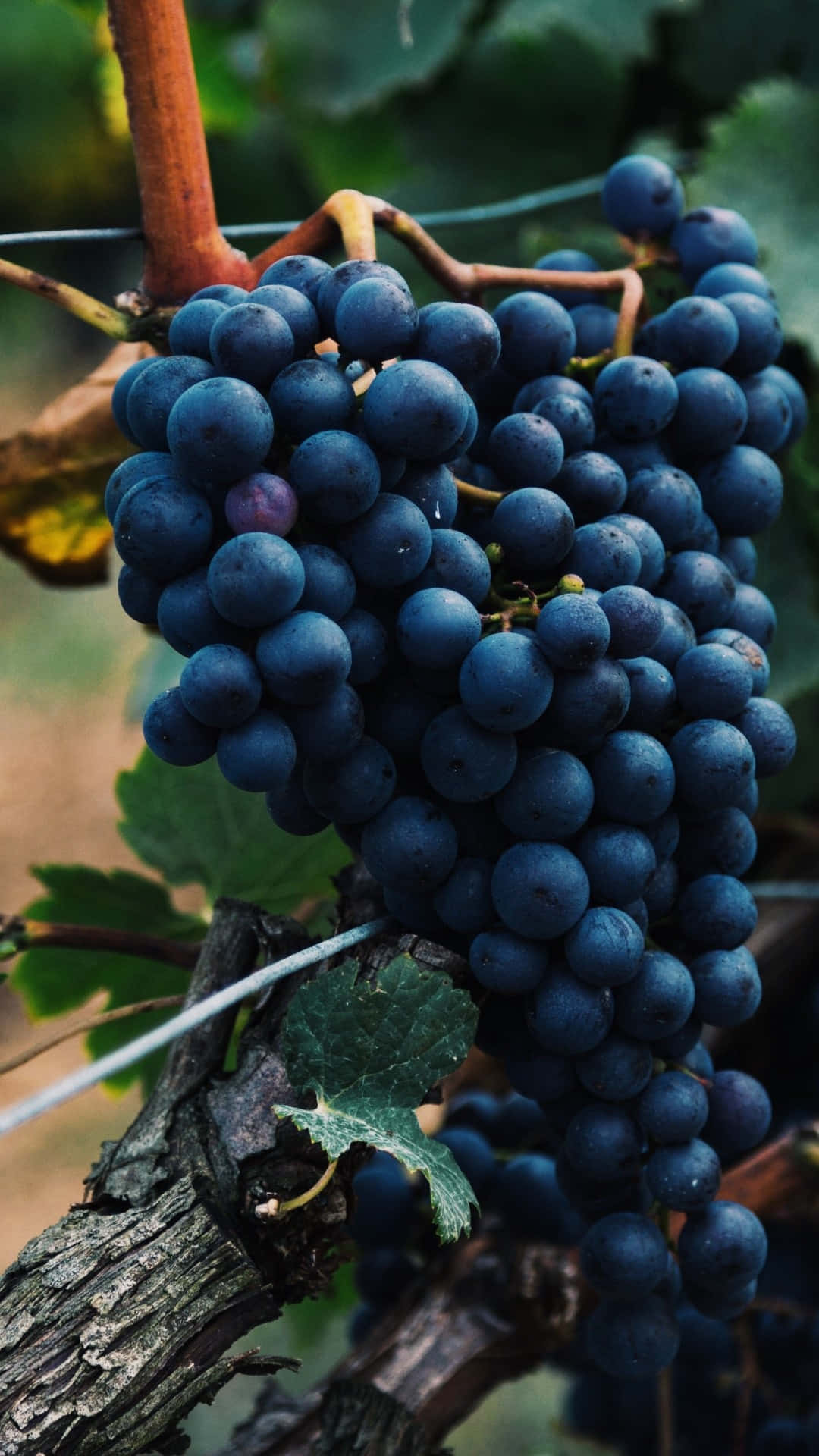 A Bunch Of Black Grapes Hanging From A Vine Background