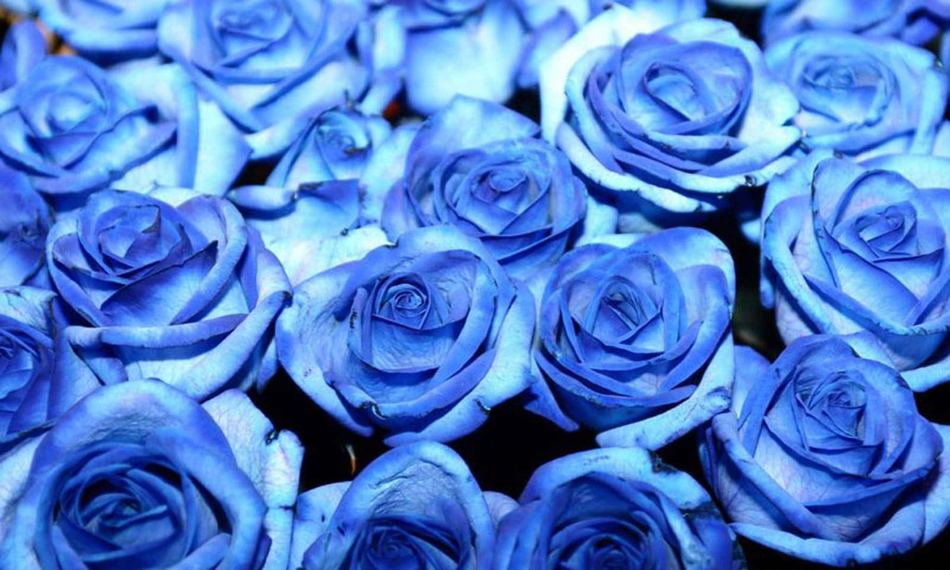 A Bunch Of Blue Roses Are In A Vase
