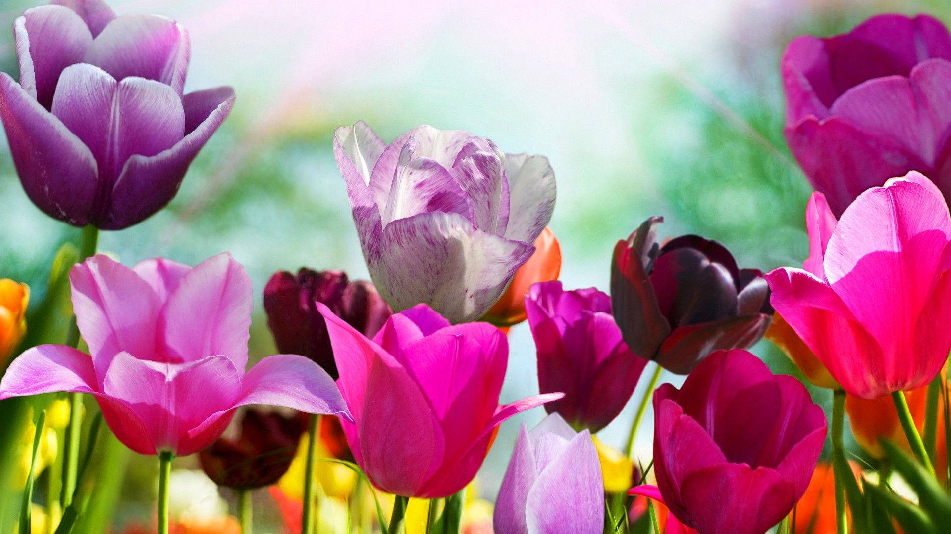 A Bunch Of Colorful Tulips In The Sun Background