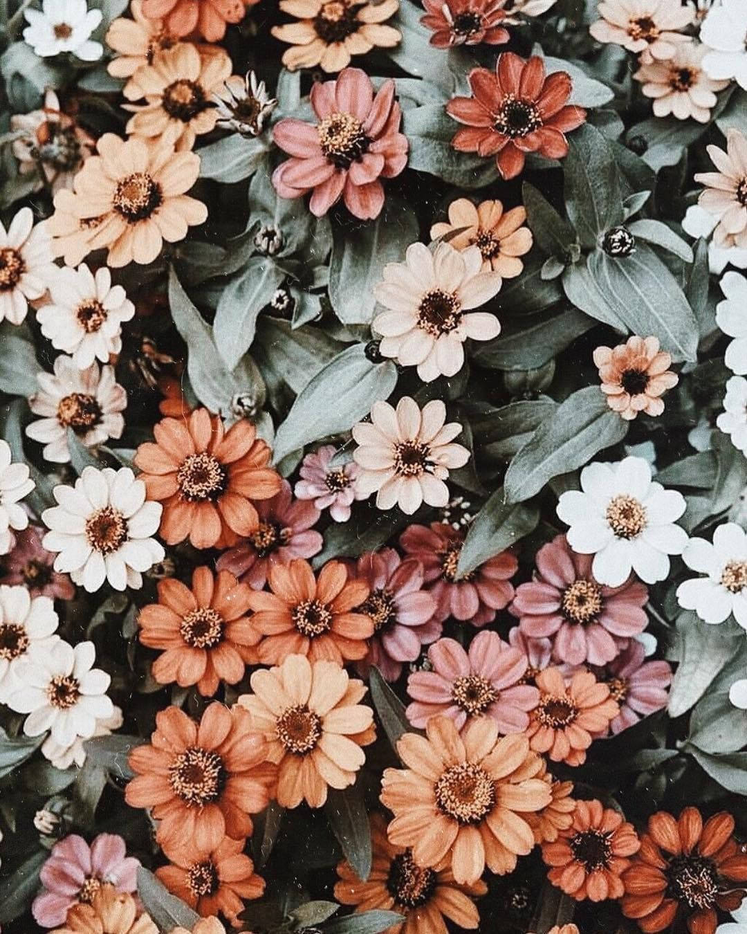 A Bunch Of Flowers In A Field Background