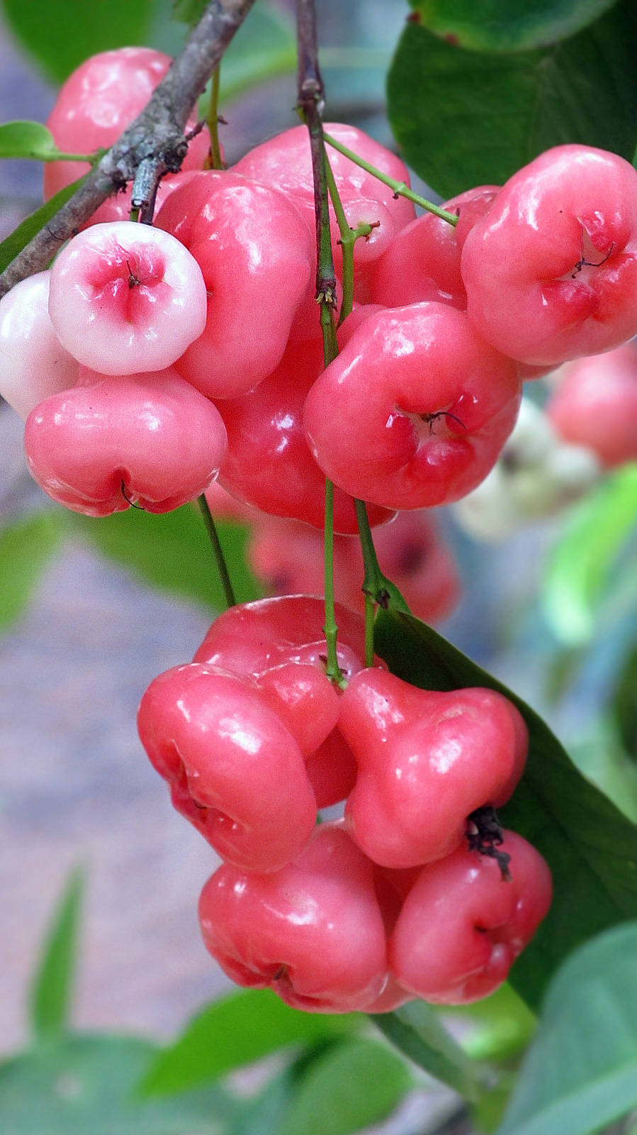 A Bunch Of Luscious Red Rose Apples Hanging From A Tree Background