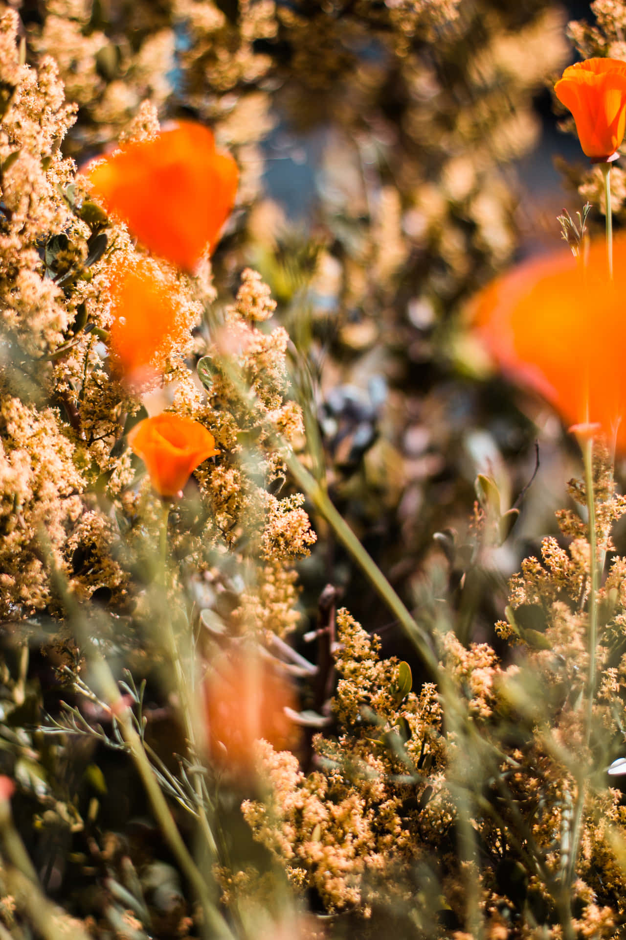 A Bunch Of Orange Flowers Background