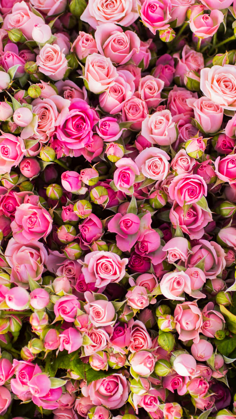 A Bunch Of Pink Roses Background