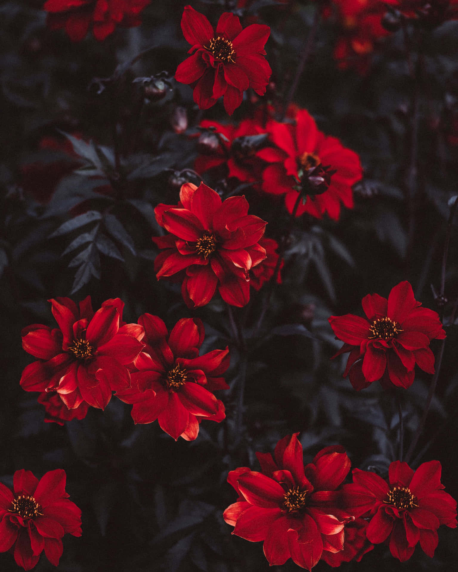 A Bunch Of Red Flowers Background