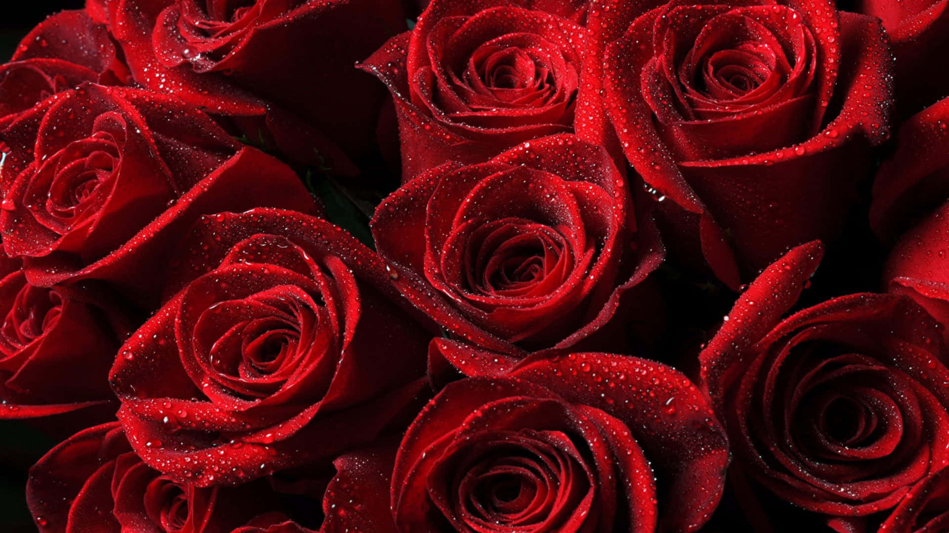 A Bunch Of Red Roses