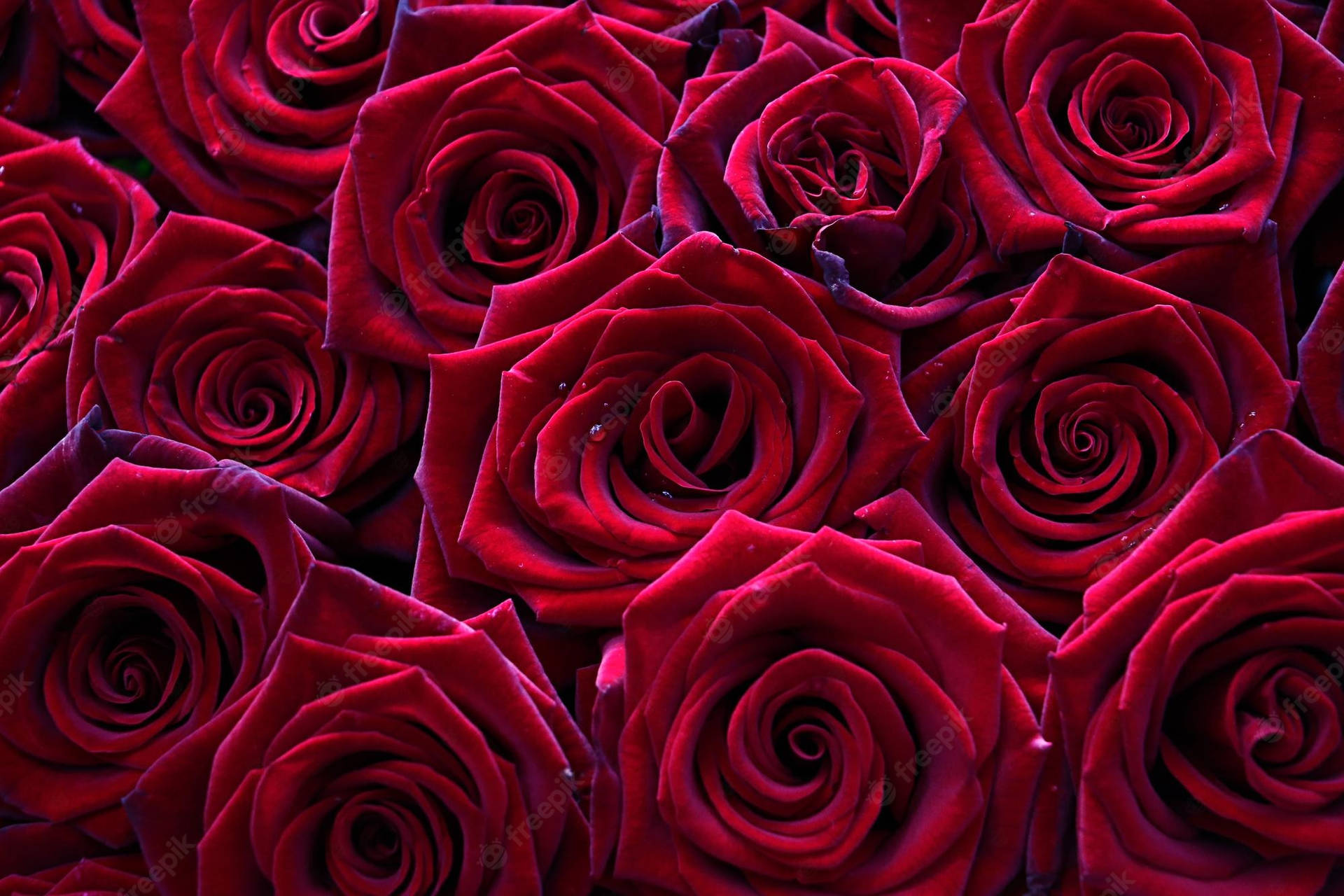 A Bunch Of Red Roses Background