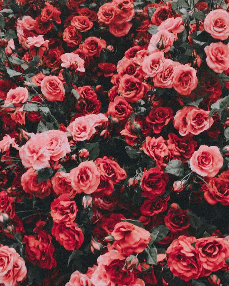 A Bunch Of Red Roses In A Field Background