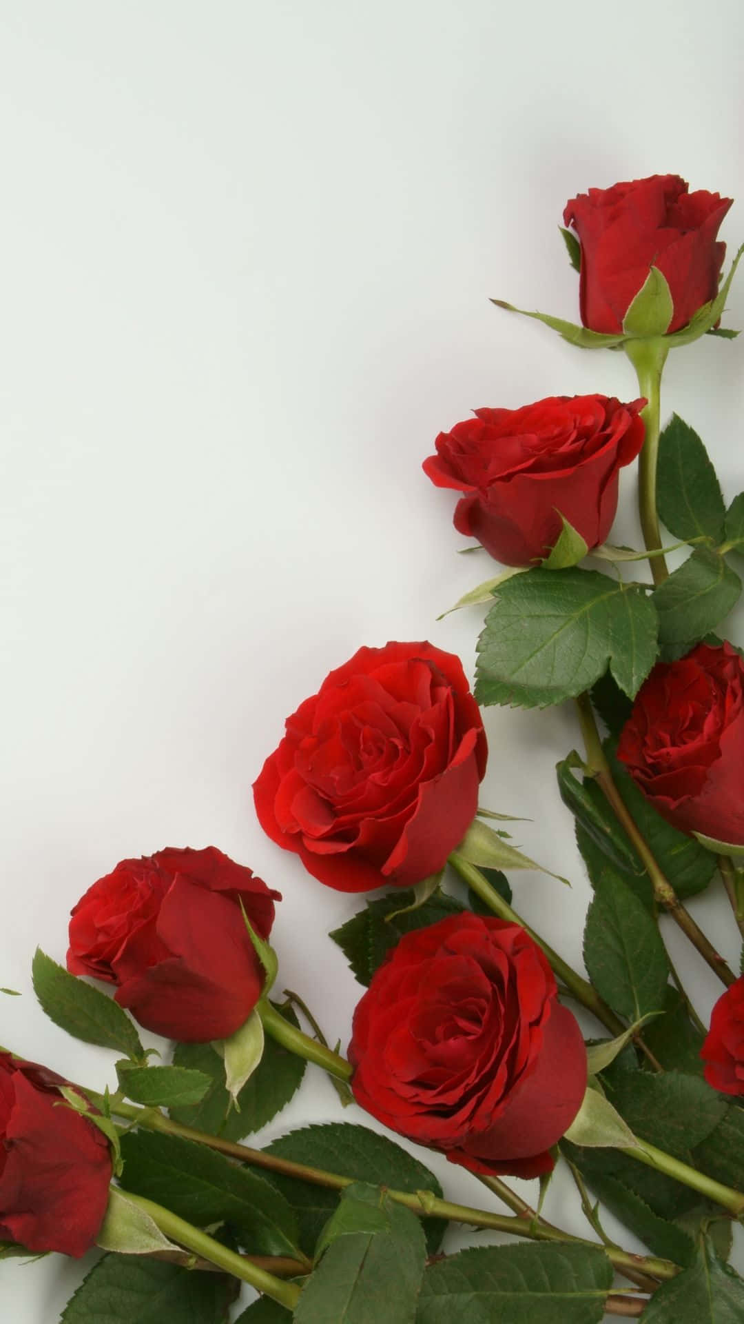 A Bunch Of Red Roses On A White Background