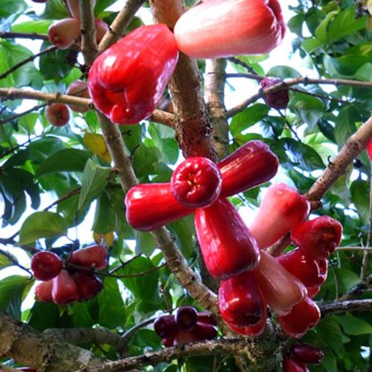 A Bunch Of Rose Apples