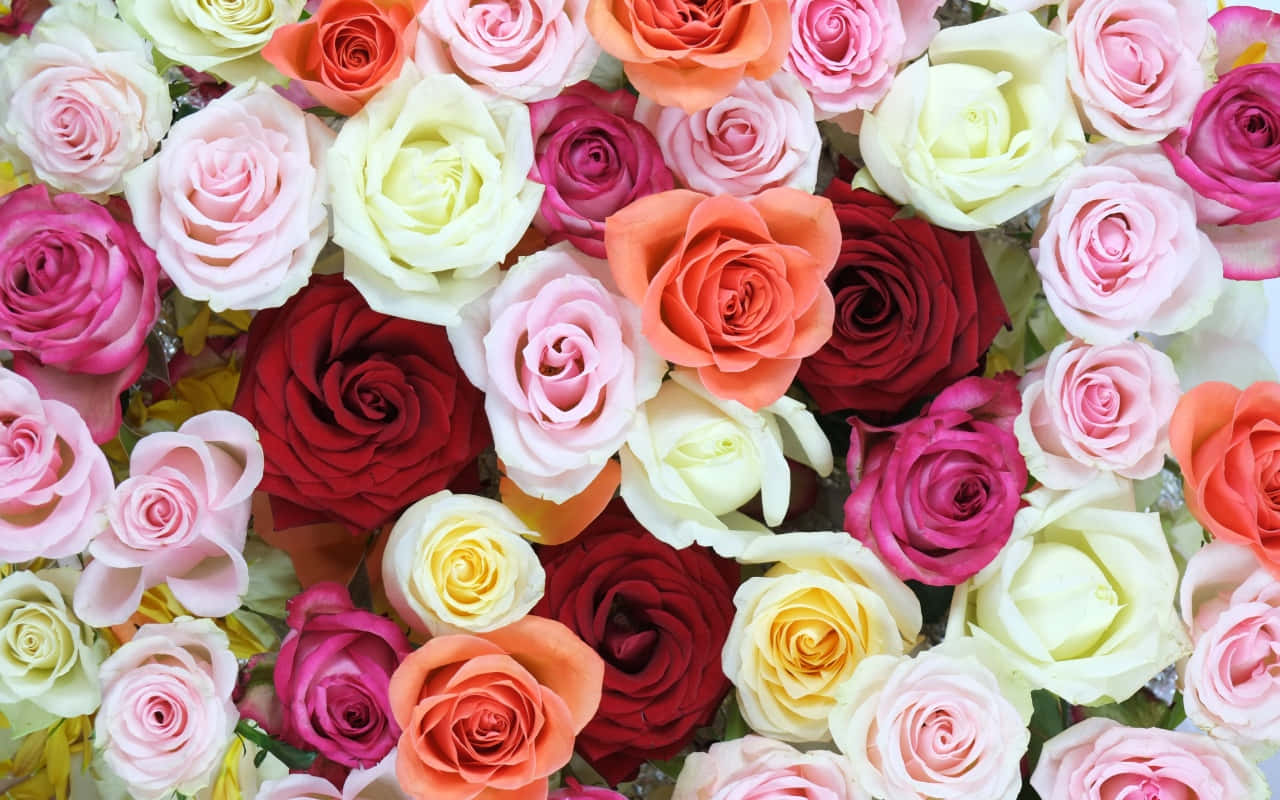 A Bunch Of Roses In Different Colors Background