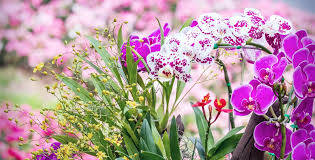 A Bunch Of Violet Orchid Flowers Background