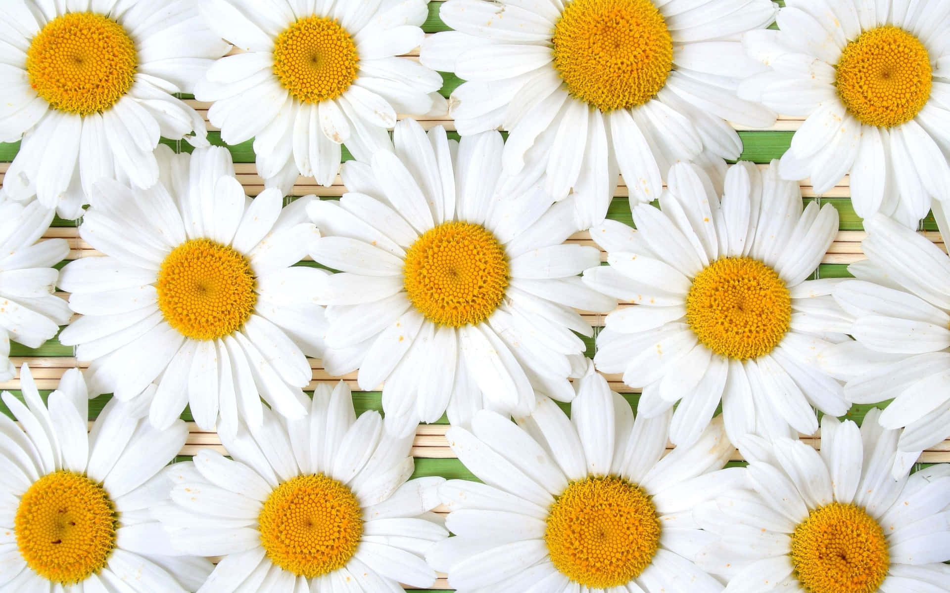 A Bunch Of White Daisies On A Green Background Background