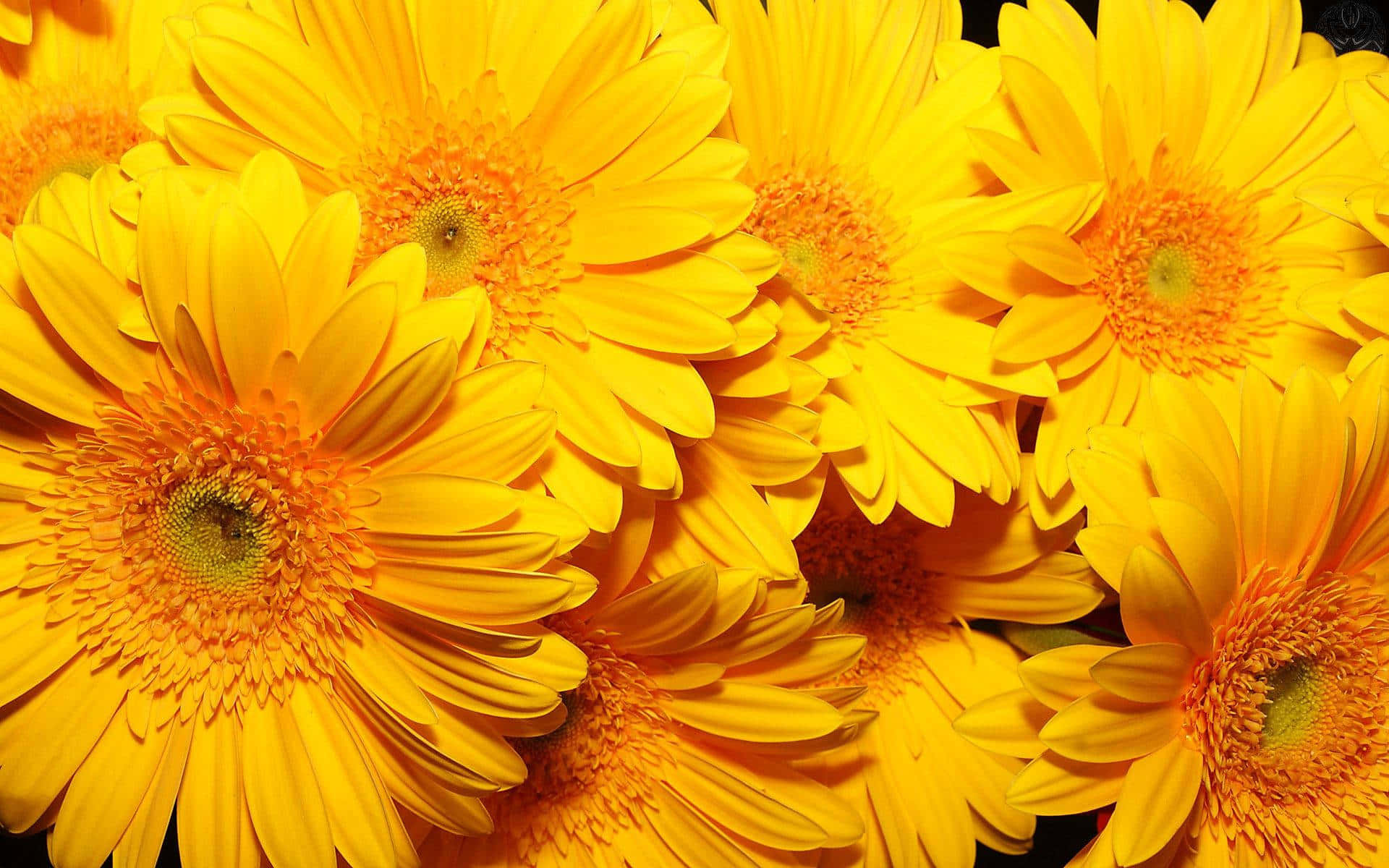 A Bunch Of Yellow Flowers Are In A Vase Background