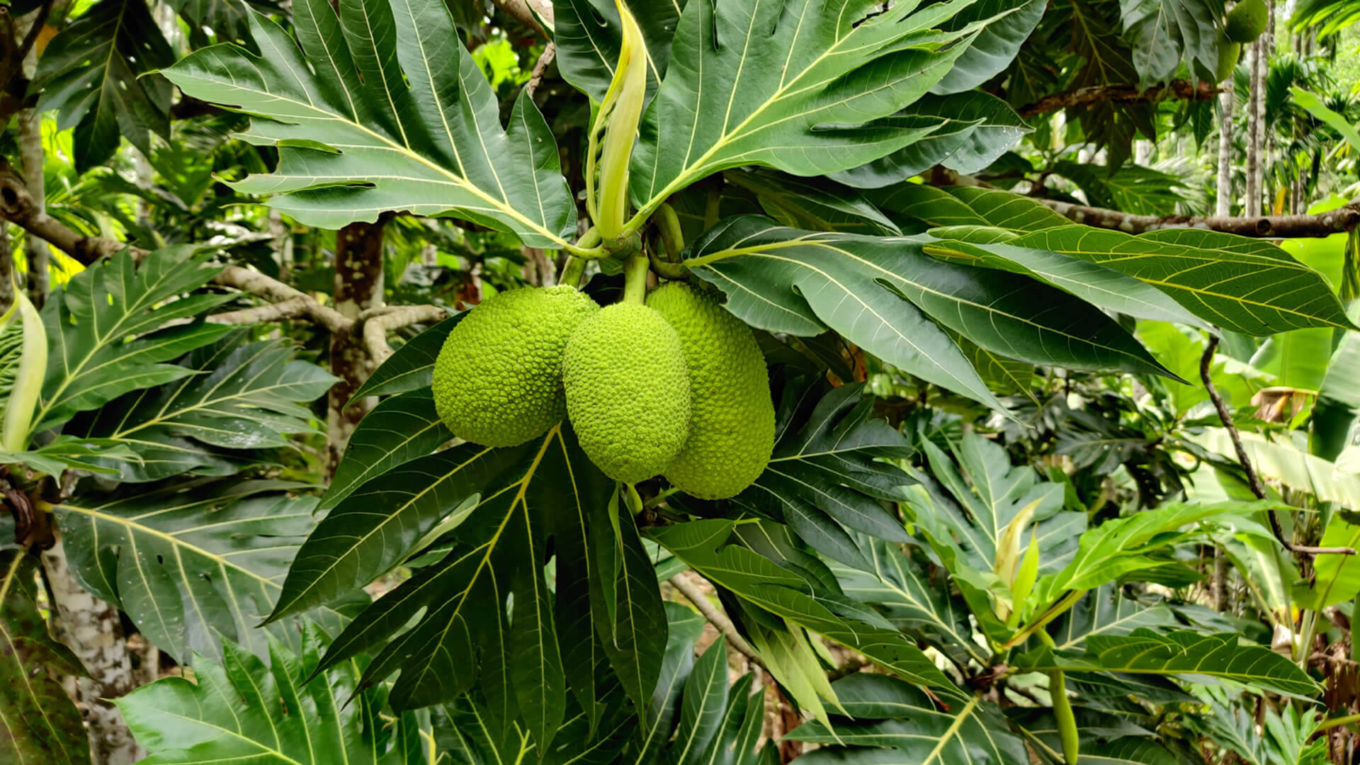 A Bundle Of Healthy Breadfruit