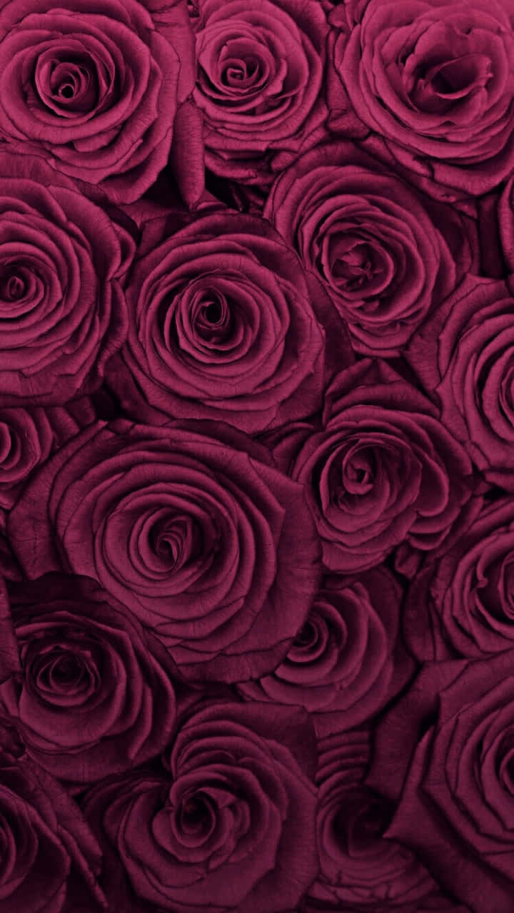 A Burgundy Flower Pops Out To Greet The Sun Background
