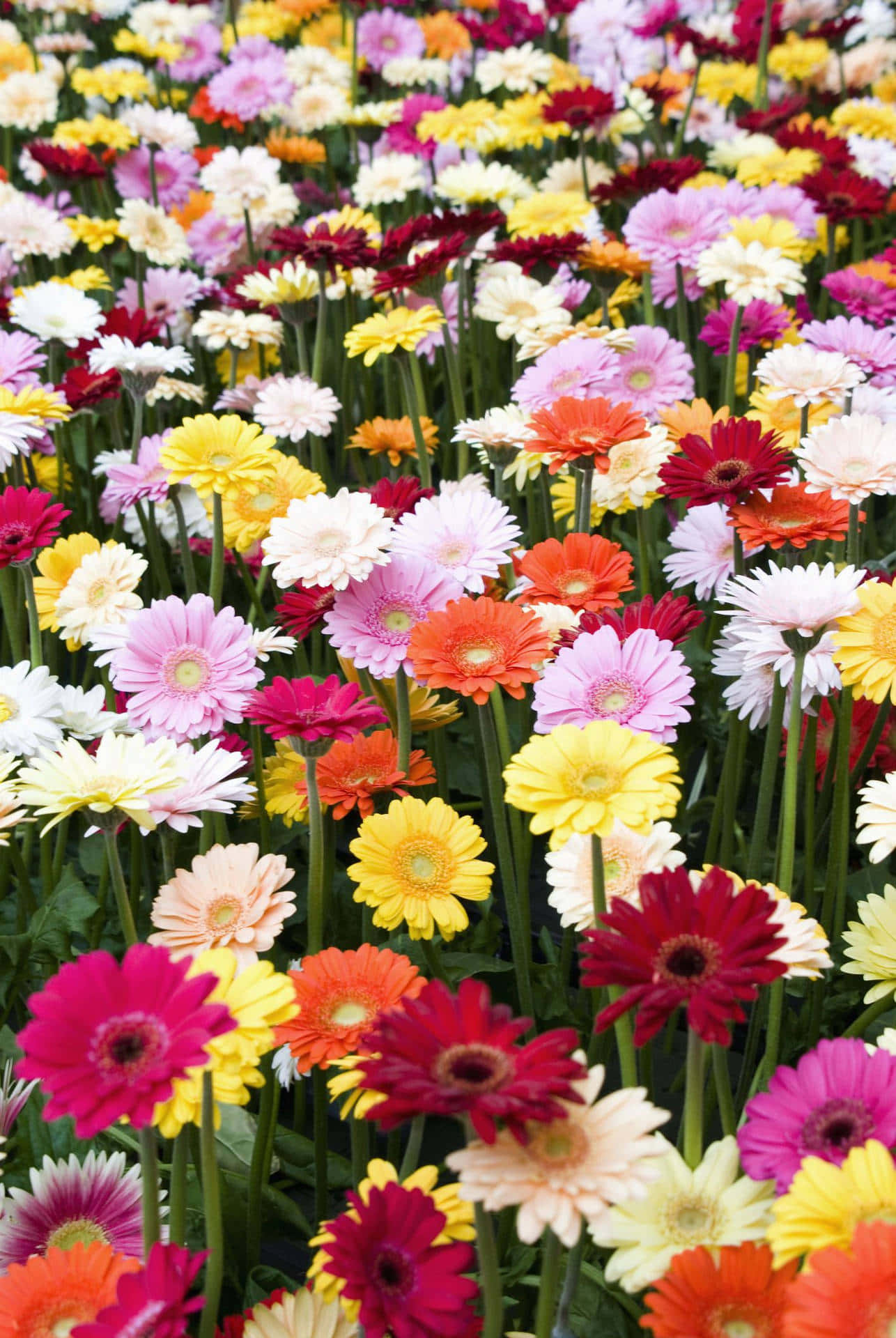 A Burst Of Colorful Daisies On A Sunny Day Background