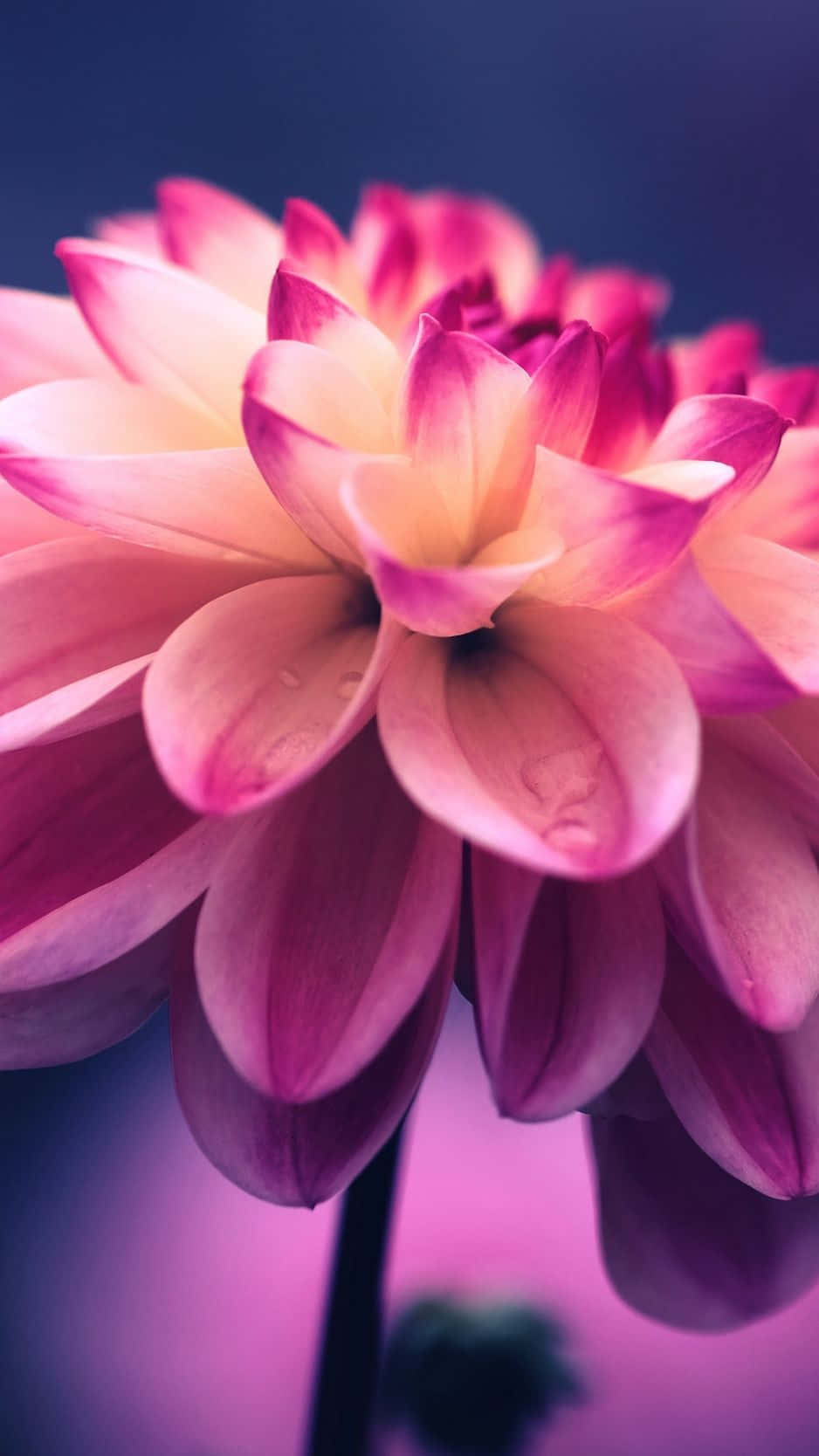 A Burst Of Floral Joy For Your Phone Background