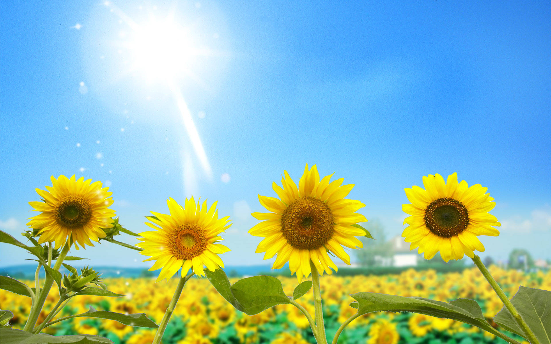 A Burst Of Summer Beauty Featuring Sunflowers And Roses In Vibrant Hues. Background