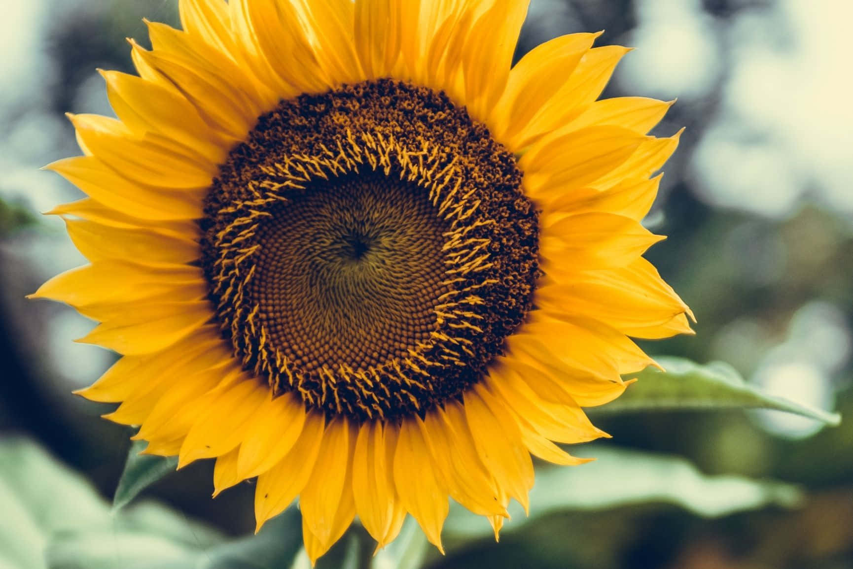 “a Burst Of Sunshine In The Form Of A Cute Sunflower.” Background