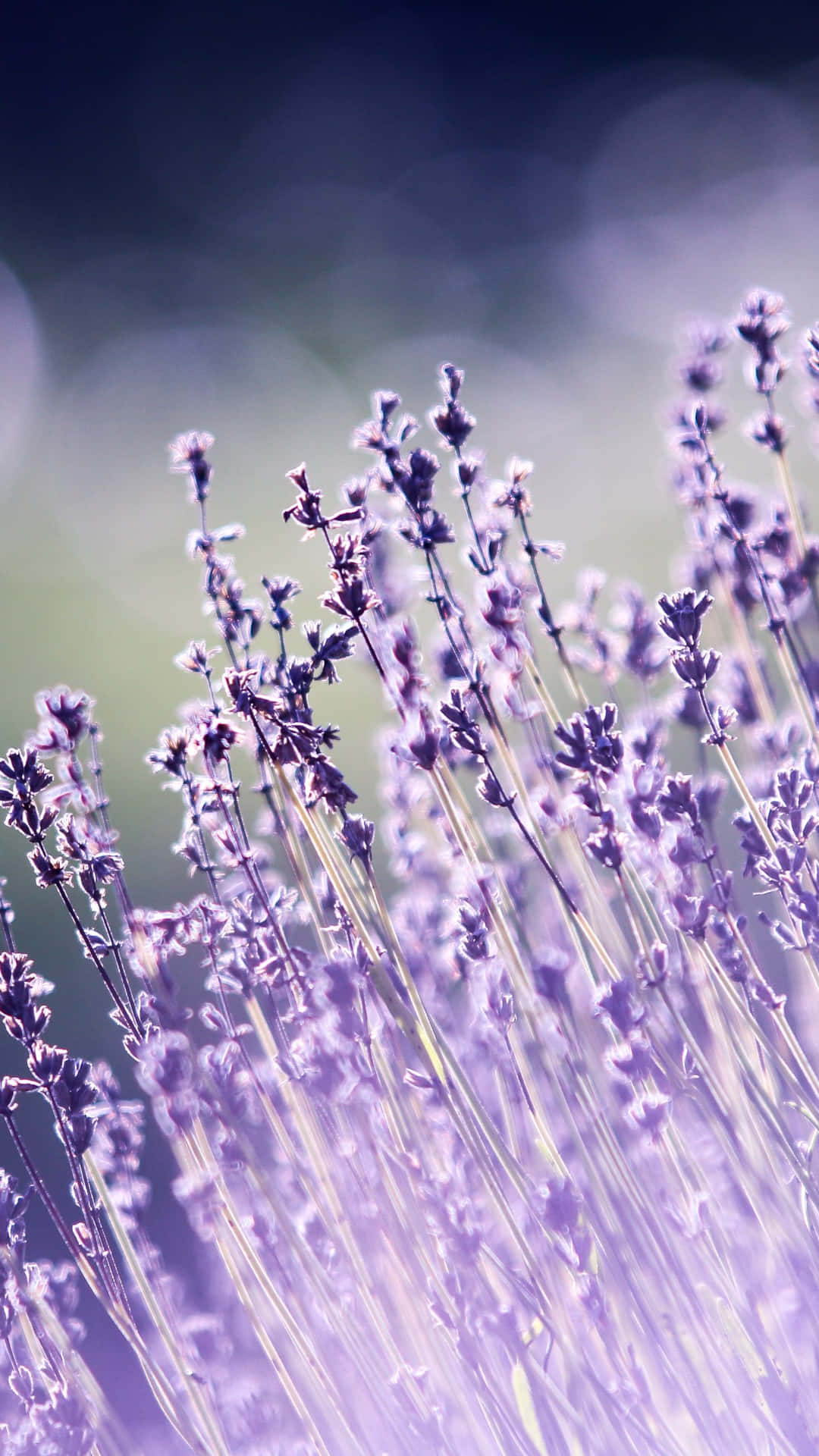 A Burst Of Vibrant Wildflowers Background