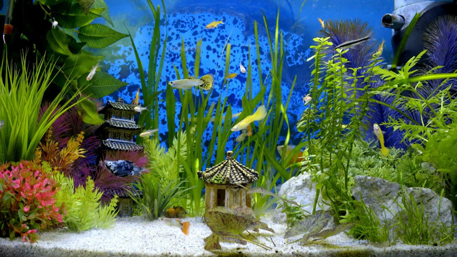 A Bustling Colorful Aquascape Of Bright Tropical Aquarium Fish Tank Background