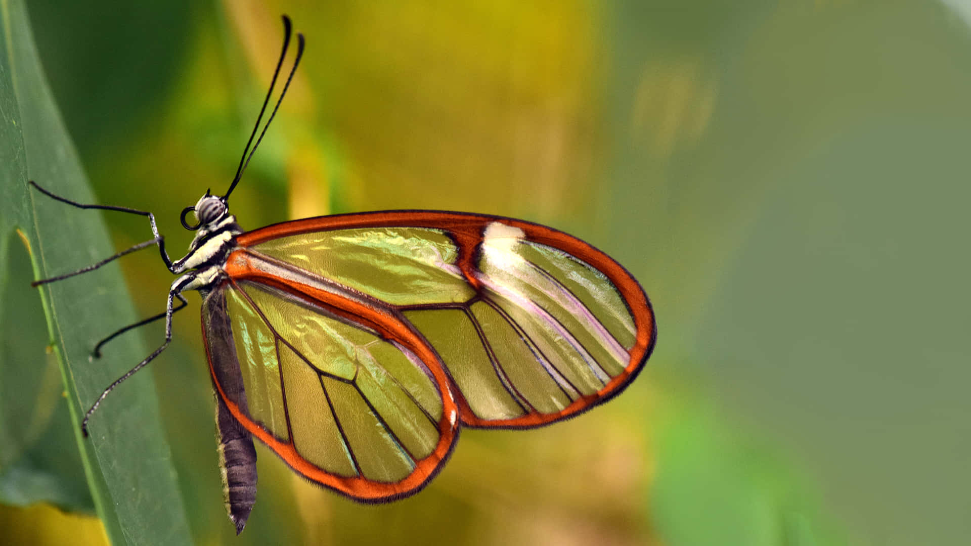 A Butterfly Is Sitting On A Leaf Background