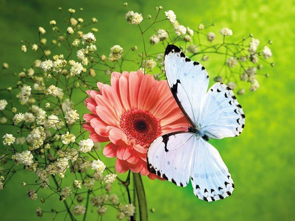 A Butterfly Is Sitting On A Pink Flower Background