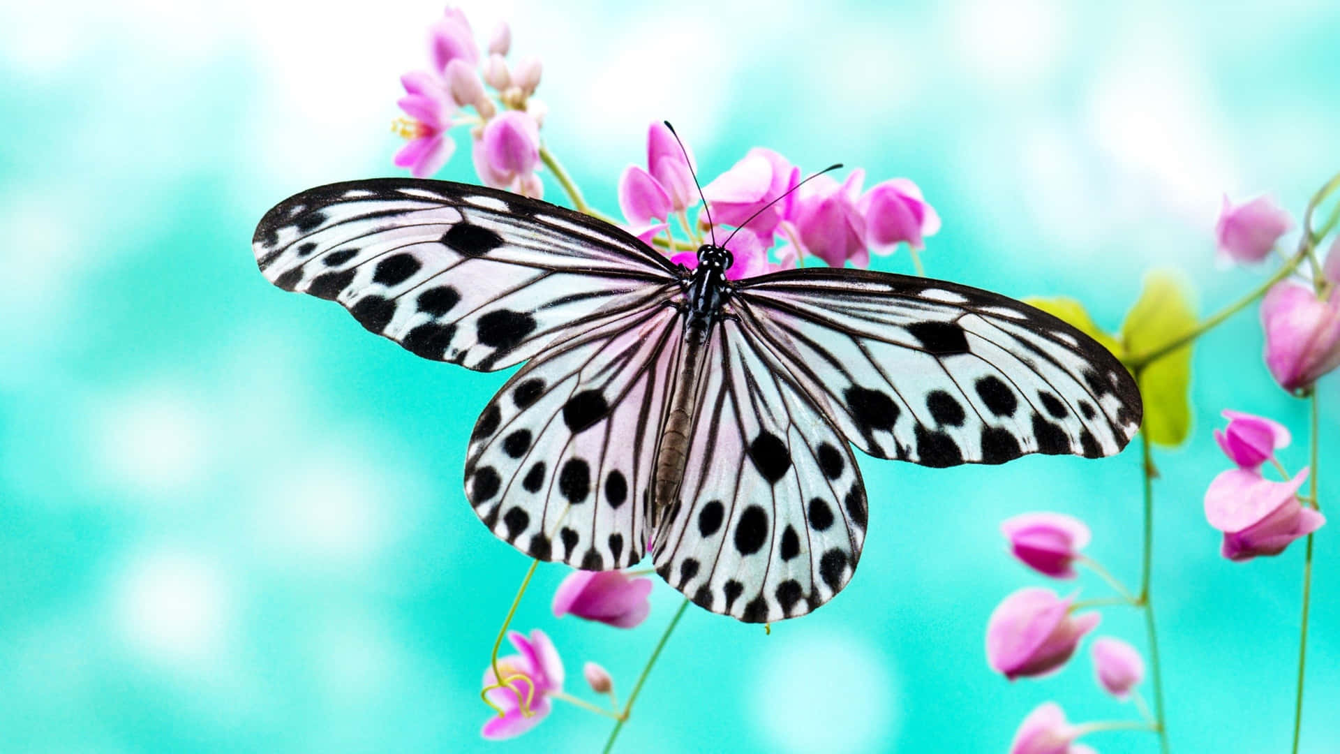 A Butterfly Is Sitting On A Pink Flower Background