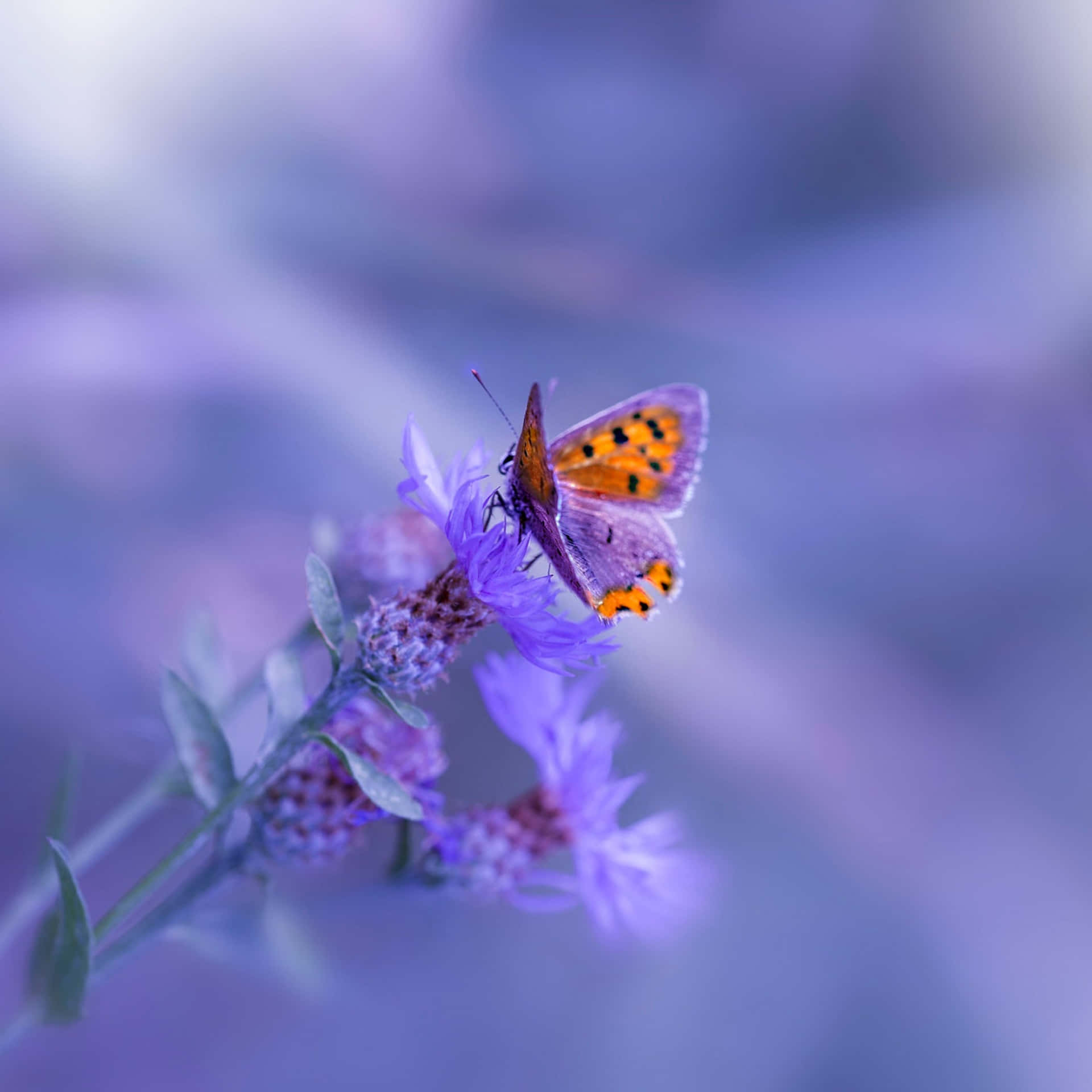 A Butterfly Is Sitting On A Purple Flower Background