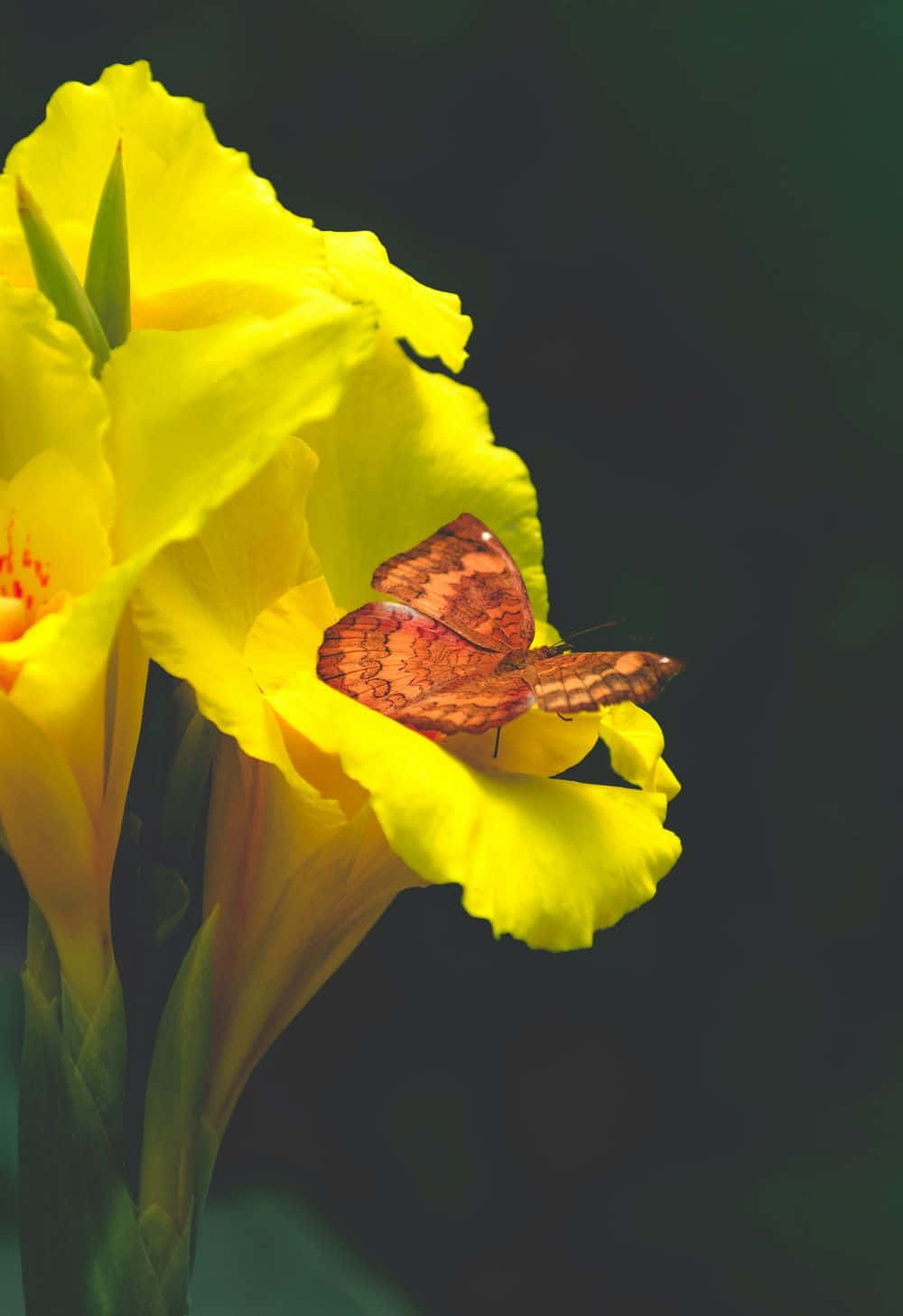 A Butterfly Is Sitting On A Yellow Flower Background