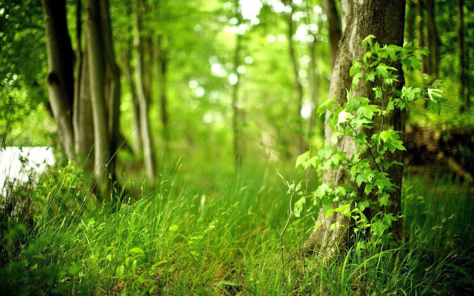 A Calm And Serene Forest In Warm And Calming Green Shades