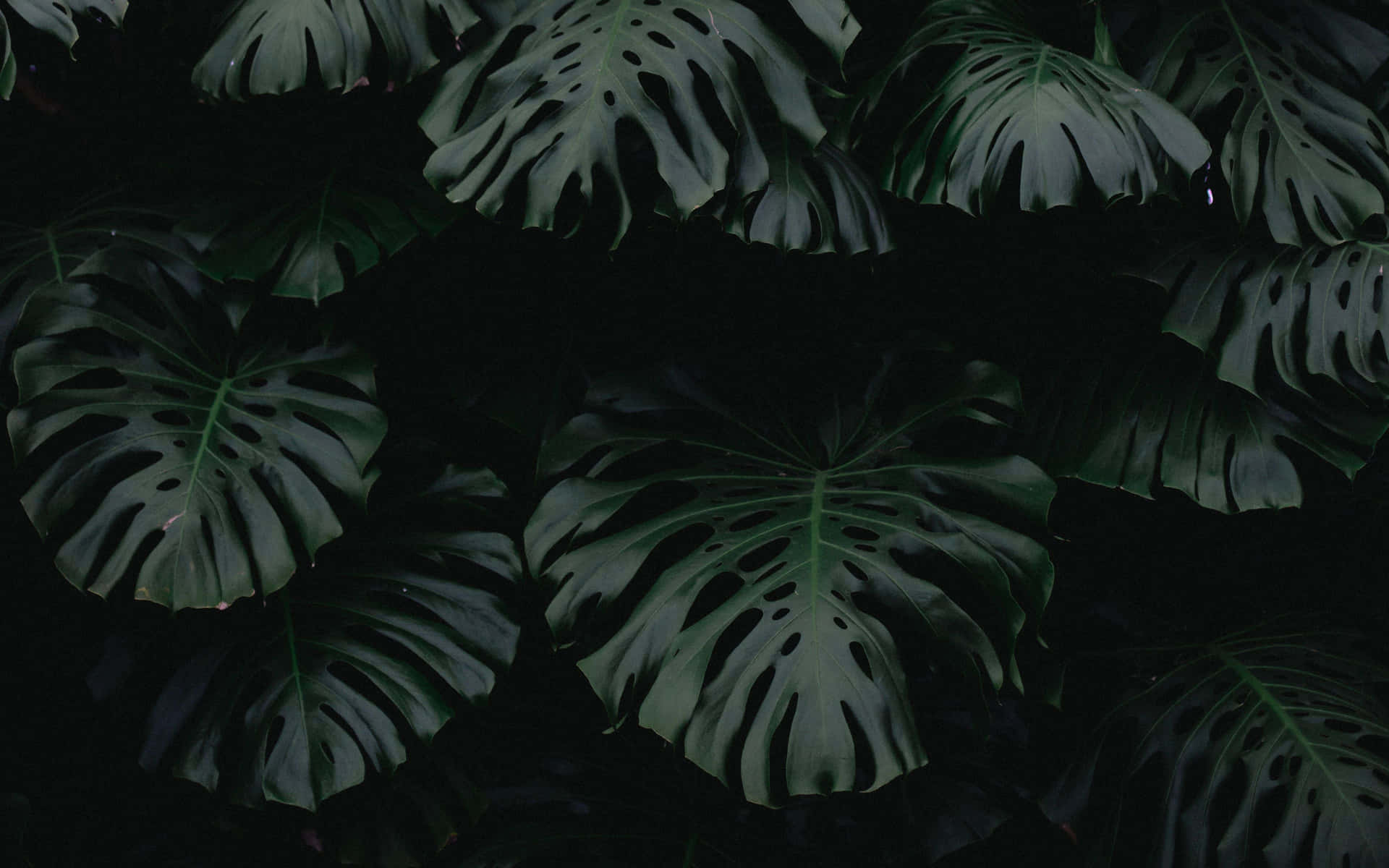 A Calm And Serene Plant Aesthetic Desktop Background