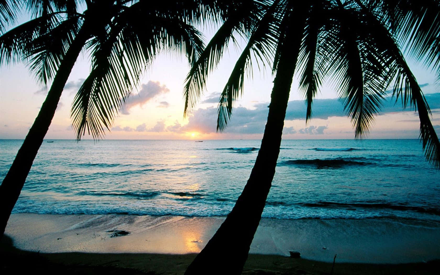 A Calming Beachy Aesthetic Of A Towering Palm Tree That Stretches To The Sky Background