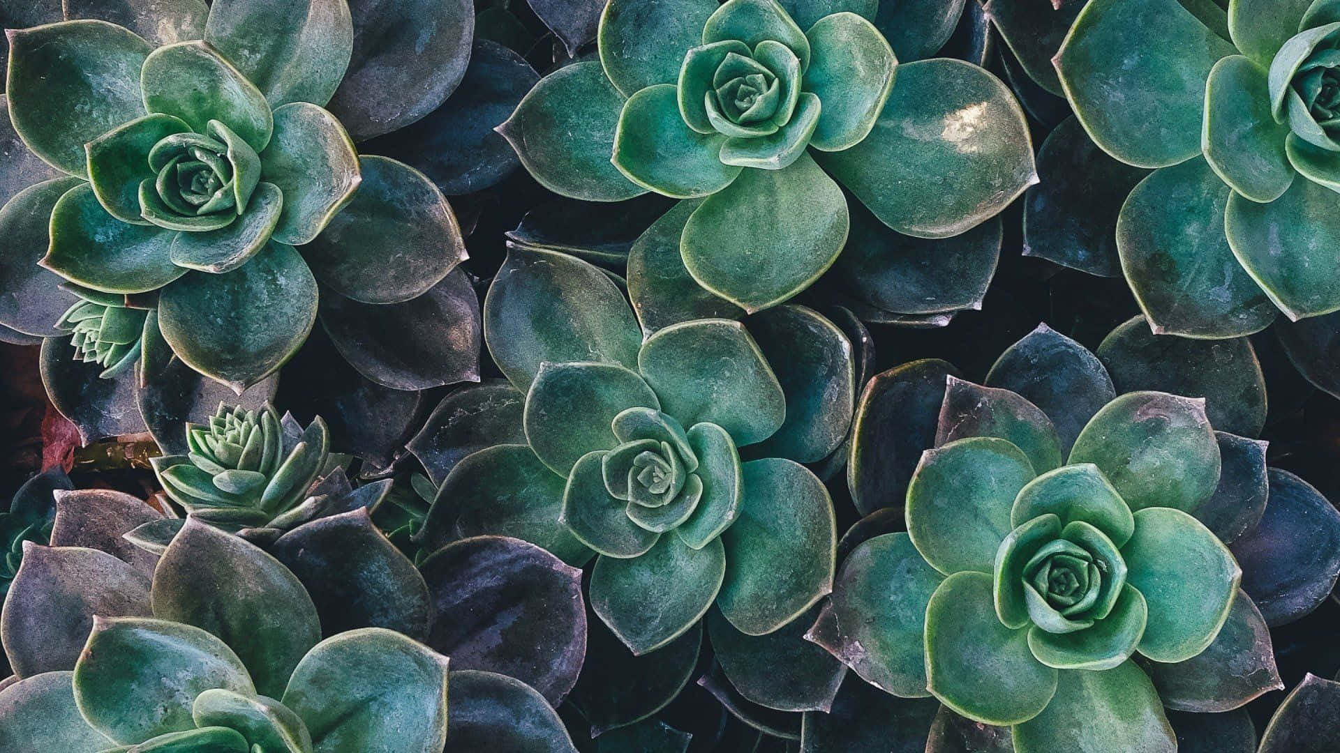 A Calming Plant Aesthetic Desktop Background Sure To Lift Your Spirits! Background