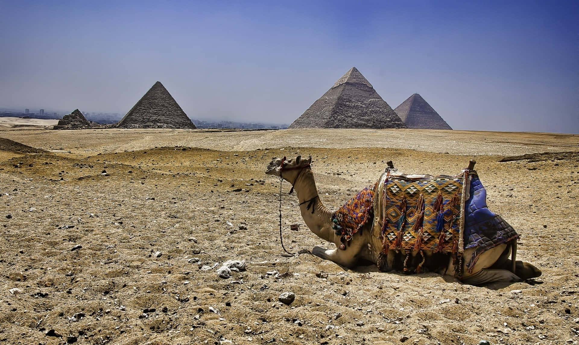 A Camel With Giza Pyramids