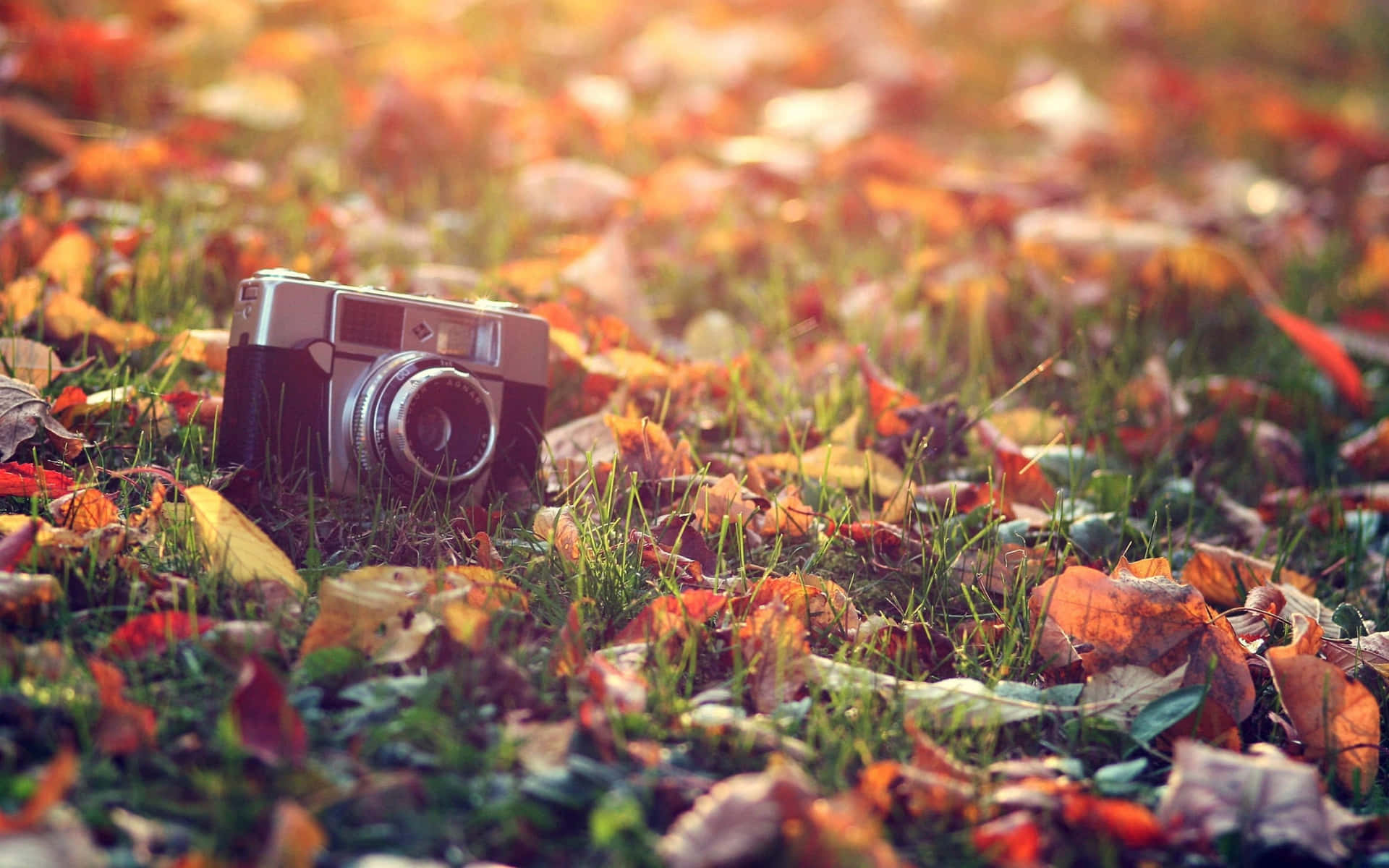 A Camera Is Laying In The Grass With Leaves Background