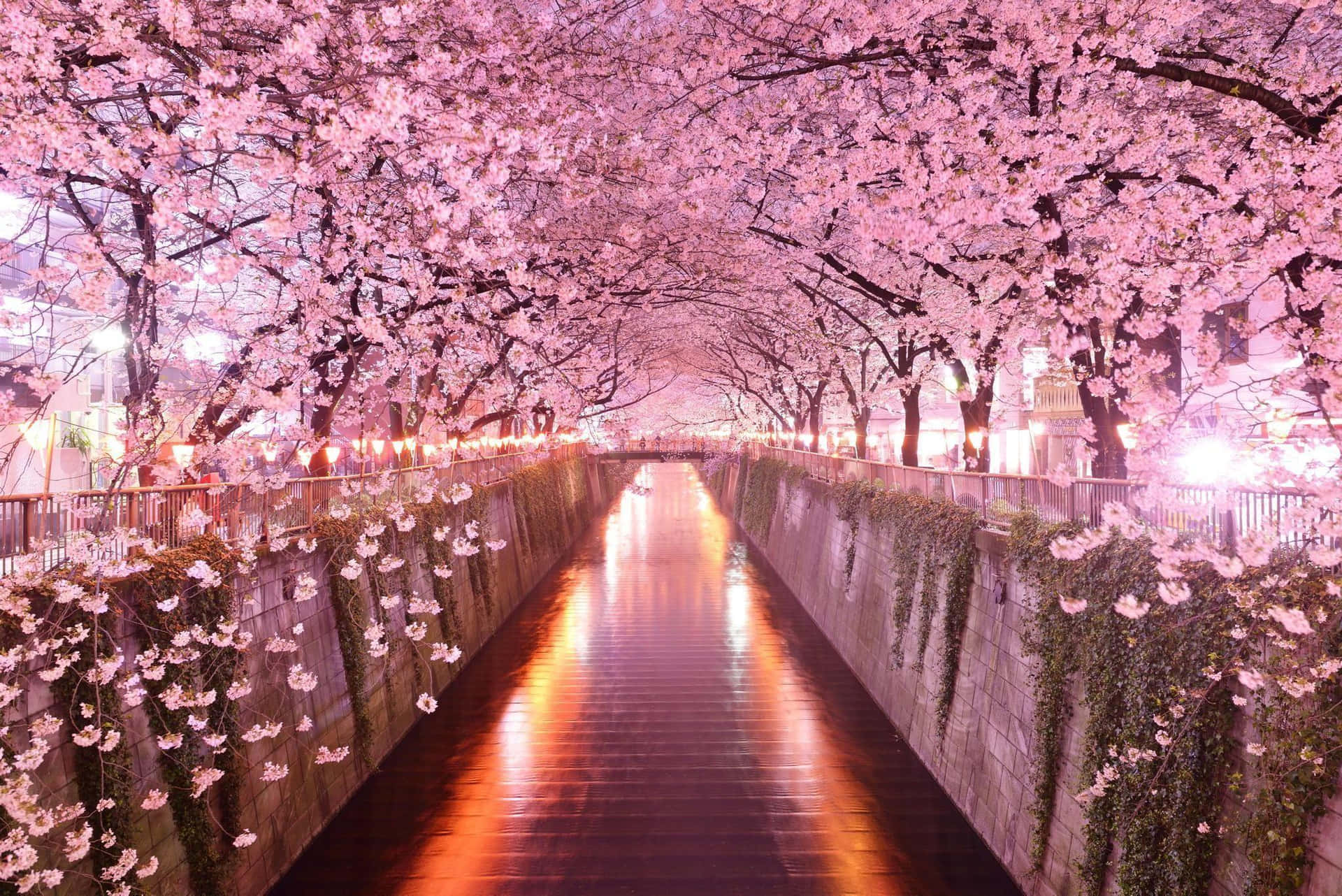 A Canal Lined With Pink Blossoms At Night Background