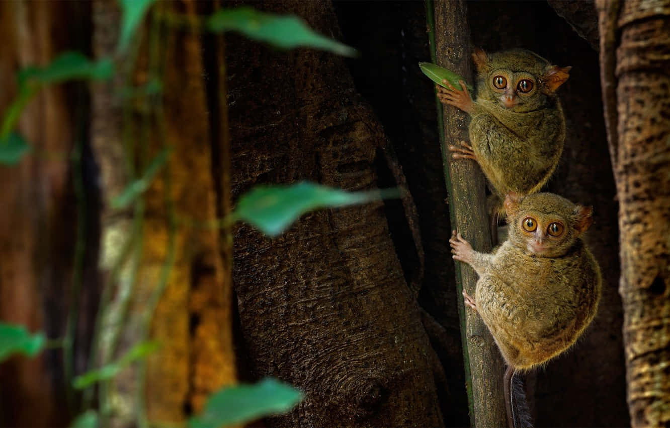 A Captivating Glimpse Of Tarsiers In Their Natural Habitat In Sulawesi.