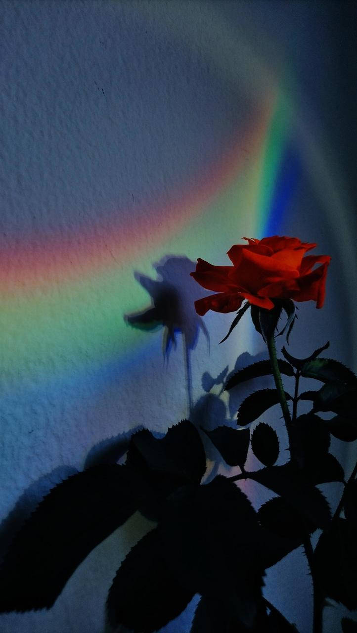 A Captivating Rainbow Red Rose Aesthetic Lockscreen Background
