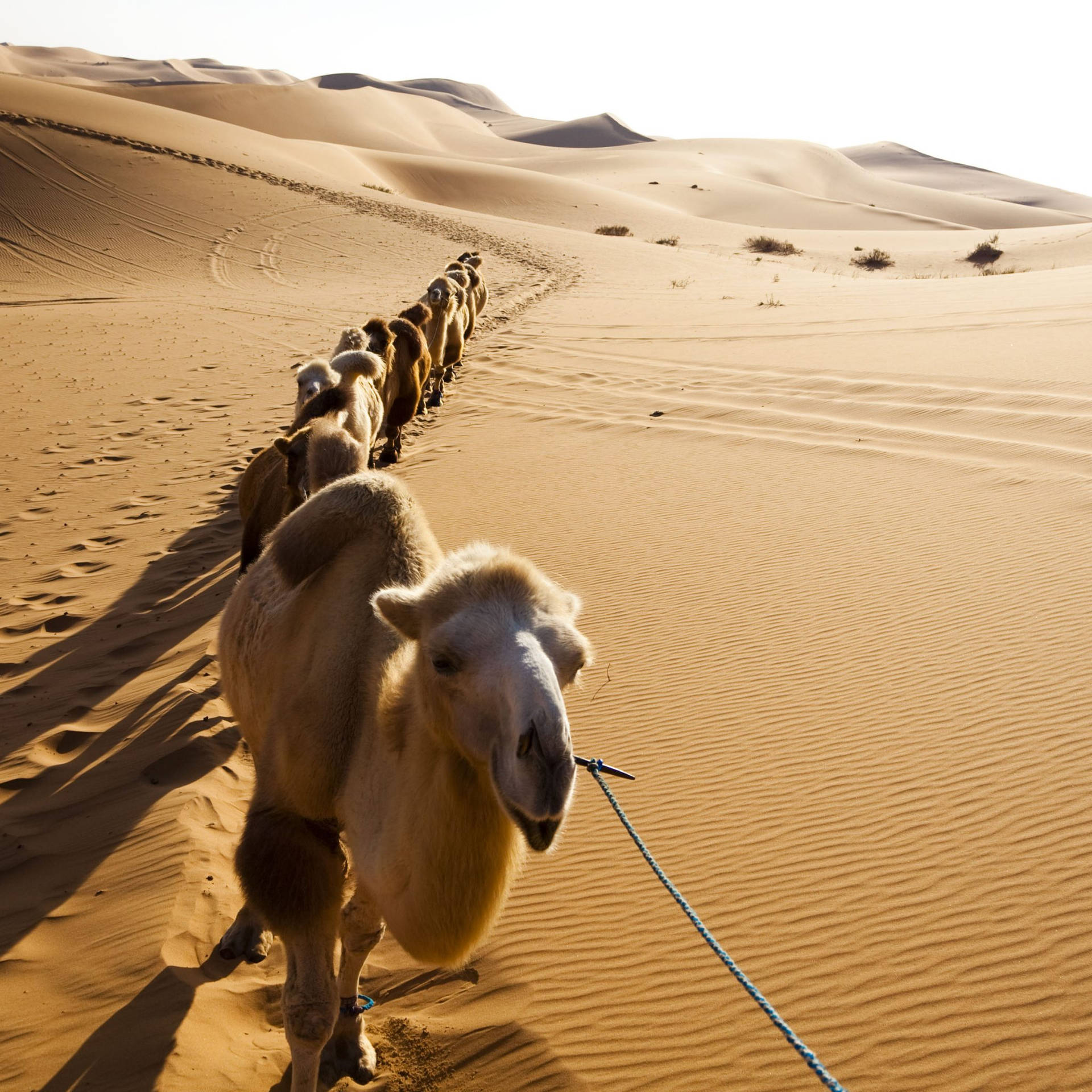 A Caravan Of Majestic White Camels Background