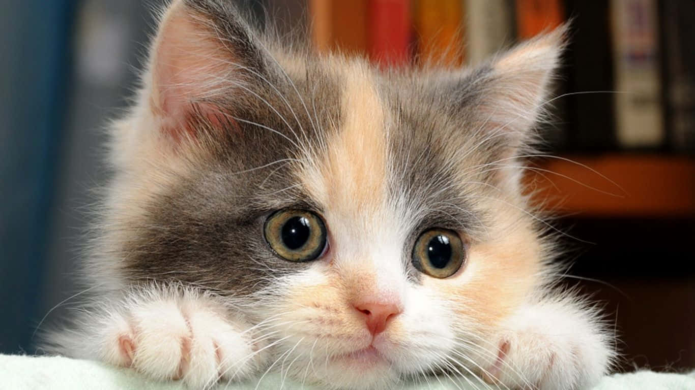 A Cat Curled Up On The Desktop, Surveying Its Domain Background