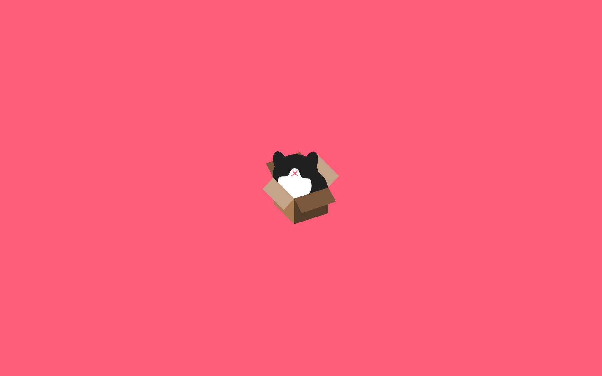 A Cat In A Box On A Pink Background Background
