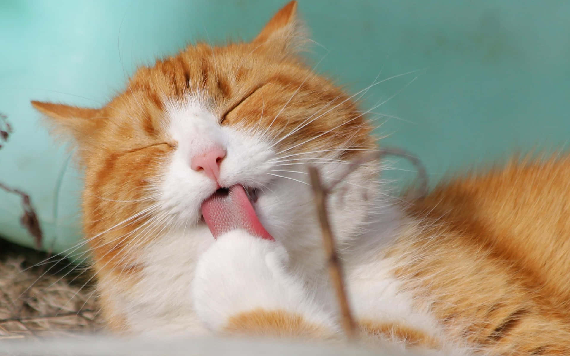 A Cat Is Licking Its Tongue Background