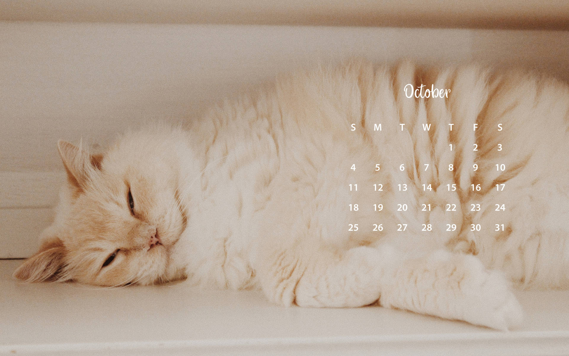 A Cat Is Sleeping On A Shelf Background